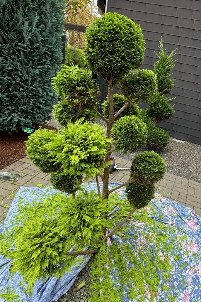 Gepflegte Wohnanlage durch Sijak Gartenpflege