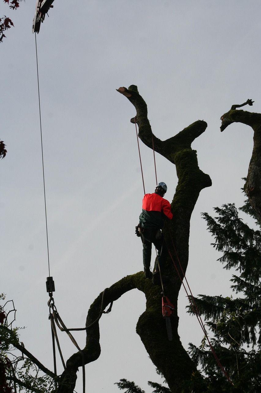 Baum- & Heckenpflege
